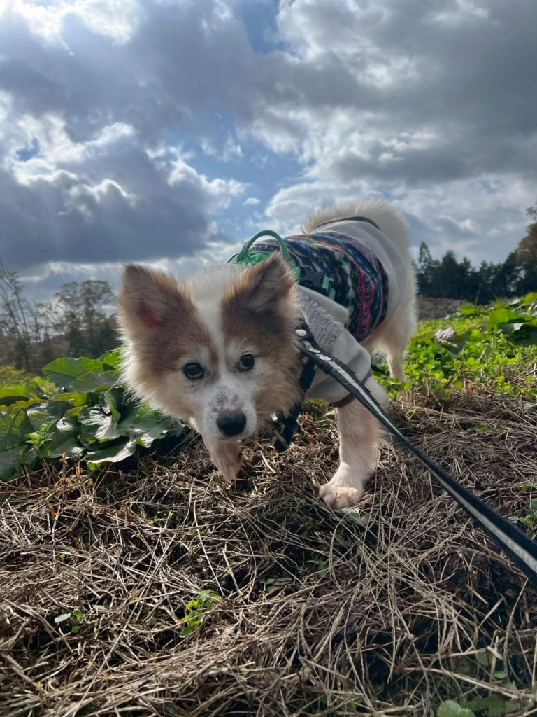 ワンだふるファミリーからの近況報告:2025年12日14日(日曜日) 21 58061dedb339a7354cbbf5895f2cf6db