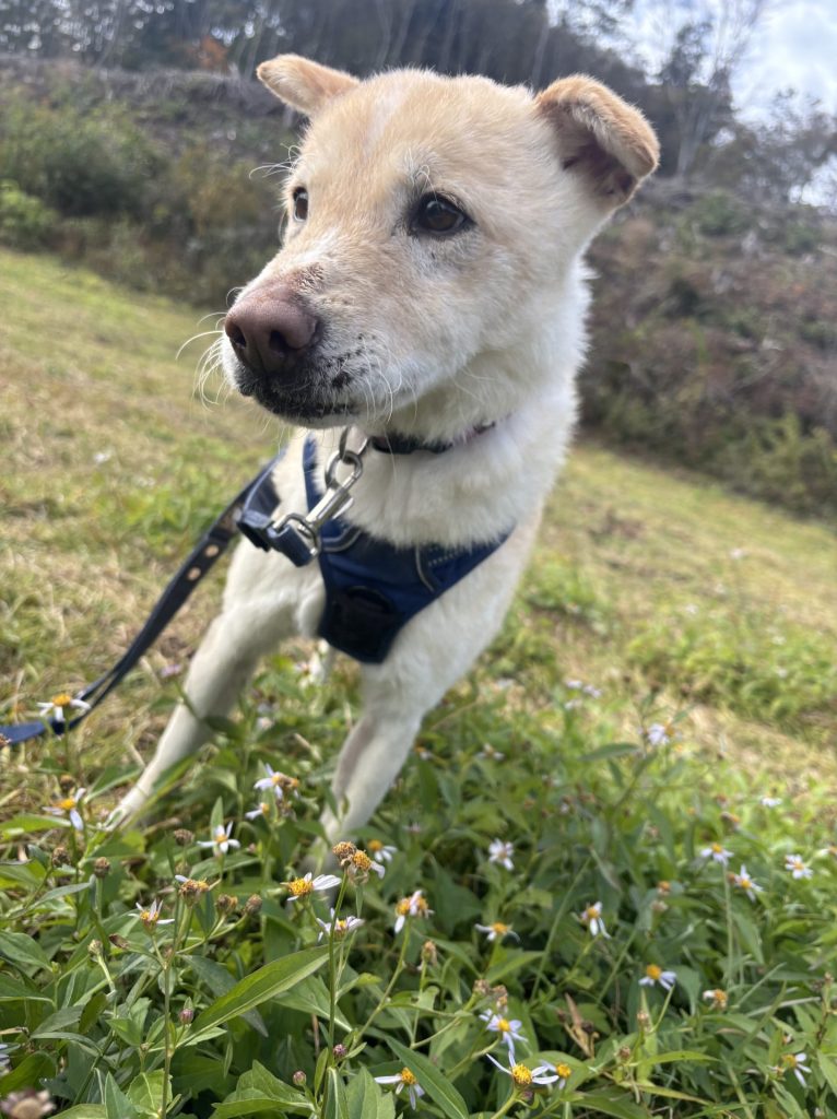 ワンだふるファミリーからの近況報告:2025年12日14日(日曜日) 23 50ab058e65d6a4879b96e3c3a53dbcc5