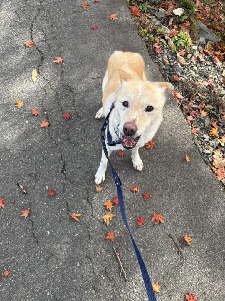 ワンだふるファミリーからの近況報告:2025年12日14日(日曜日) 22 a82a78ade954dc259d54339f0c36f079