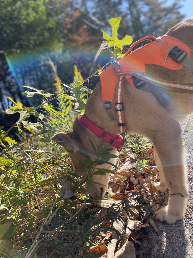 ワンだふるファミリーからの近況報告:2025年12日14日(日曜日) 24 9101be6cb0e1e4128e30dc60951e5eed