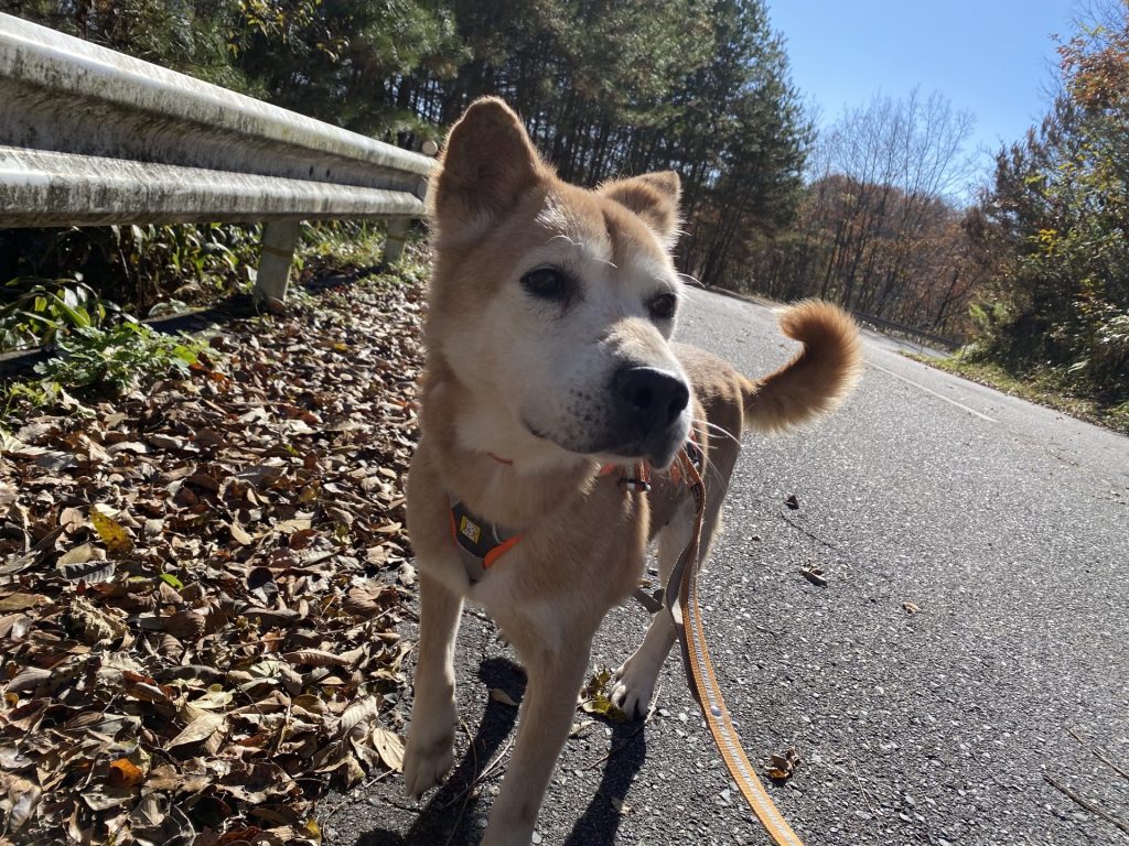 ワンだふるファミリーからの近況報告:2025年12日14日(日曜日) 25 a6b8761486ad8a746eb3c3ae41a465e6