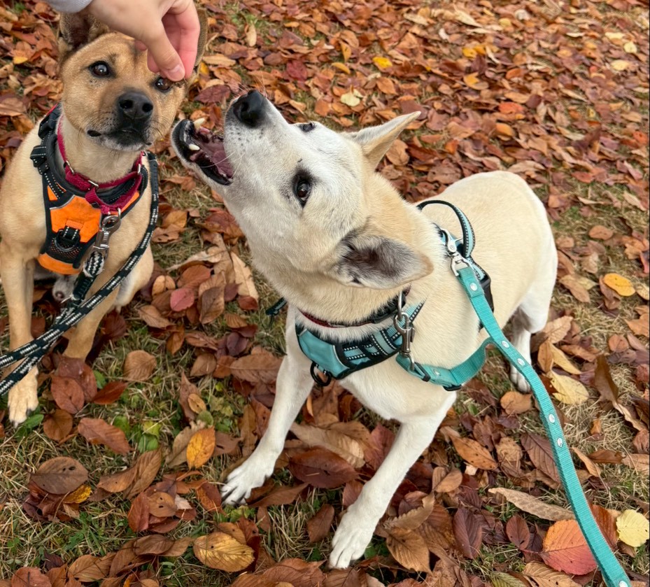 ワンだふるファミリーからの近況報告:2025年12日14日(日曜日) 27 a35569b39a3f6fc1b473209ea8a9fb7b