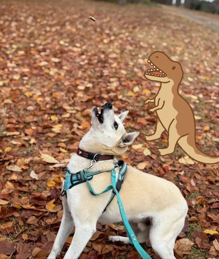 ワンだふるファミリーからの近況報告:2025年12日14日(日曜日) 26 720db3cbb416c14736429ca5b5a4191d