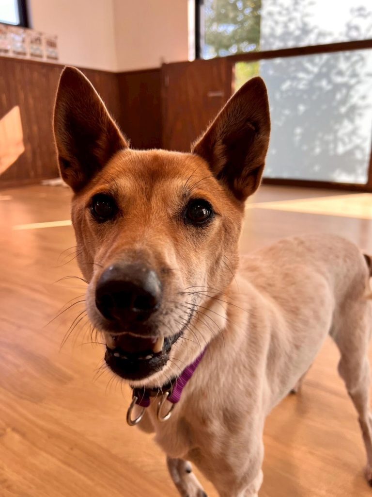 ワンだふるファミリーからの近況報告:2025年12日14日(日曜日) 28 611cb226c3ed4ee4b9d82481a8ca94ac