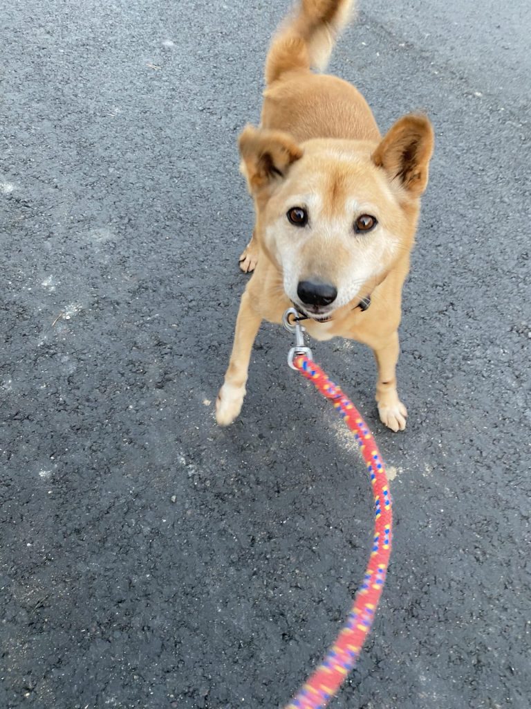 ワンだふるファミリーからの近況報告:2025年12日14日(日曜日) 29 a5982e4eaf38fe8641f9281d2edf520a