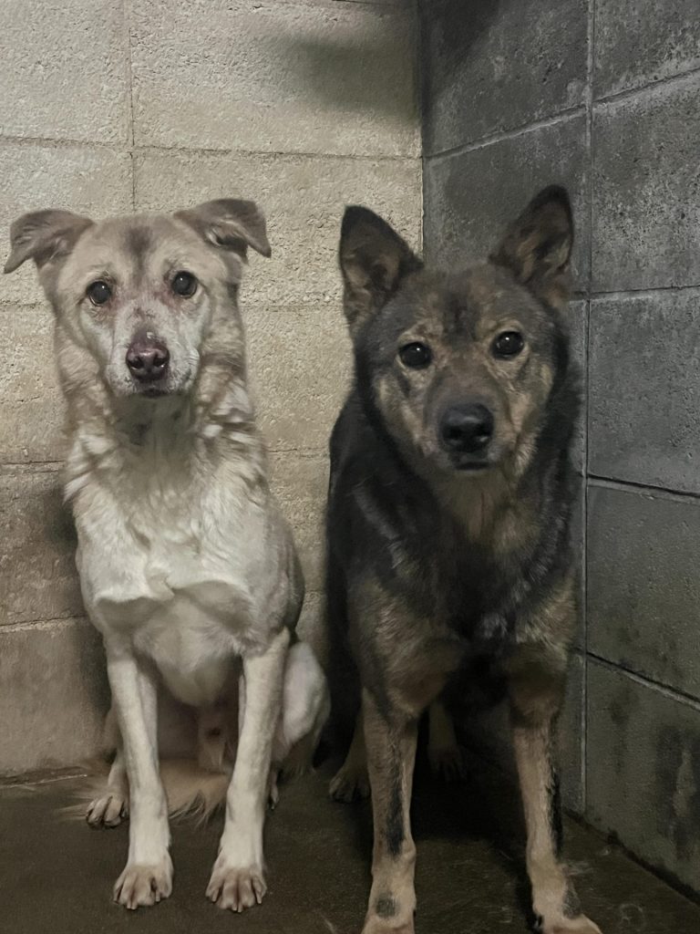 ワンだふるファミリーからの近況報告:2025年12日14日(日曜日) 20 540bca3b8a7377bf8aabd4c1e751a31c