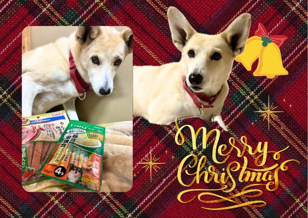 ワンだふるファミリーからの近況報告:2025年12日14日(日曜日) 5 c0ca816c9b873815238b09e5be0a3176