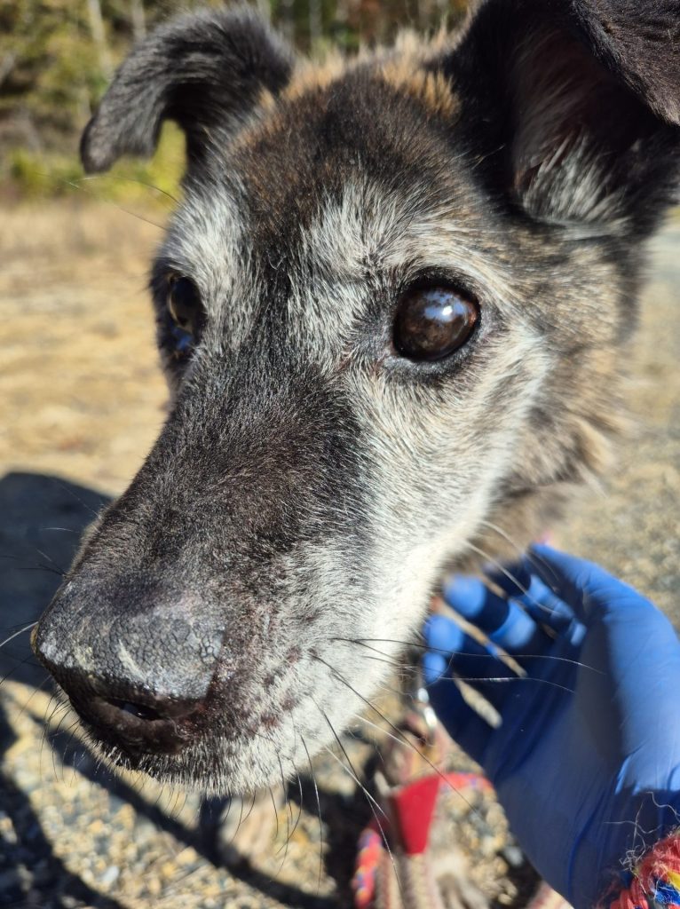 ワンだふるファミリーからの近況報告:2025年12日14日(日曜日) 31 2fef43c73d5716359c2f03755f30fcf6 1