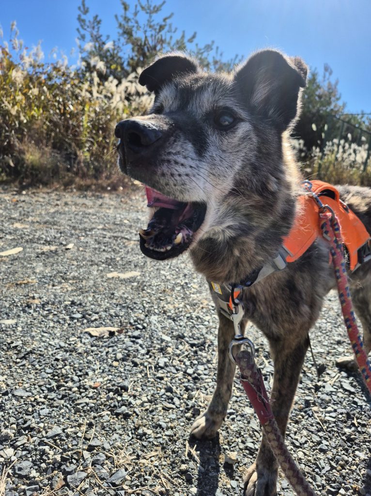 697dde0da227dce5037bdd02e0d663cf 1