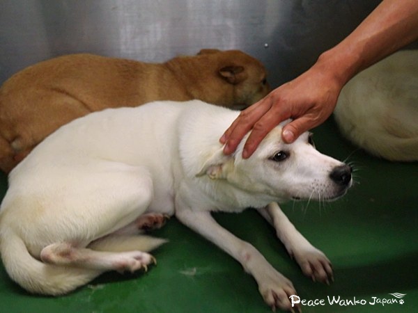 野犬を家族に。行き先のない命をつなぐ 2 20251205 1 1