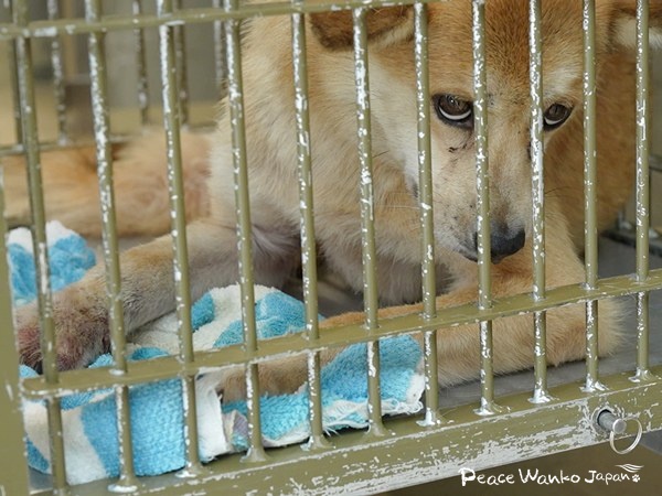 野犬を家族に。行き先のない命をつなぐ 3 20251205 1 2