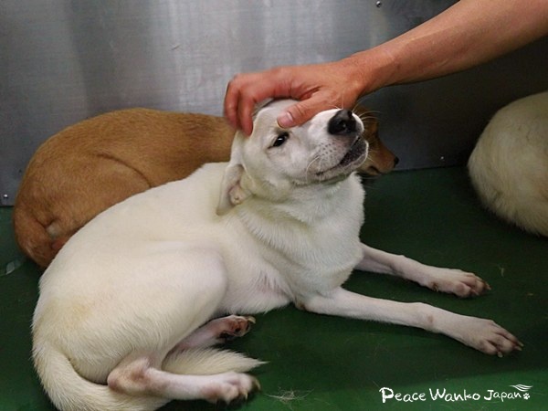 野犬を家族に。行き先のない命をつなぐ 4 20251205 1 3