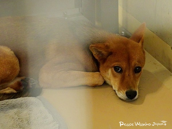 野犬を家族に。行き先のない命をつなぐ 5 20251205 1a