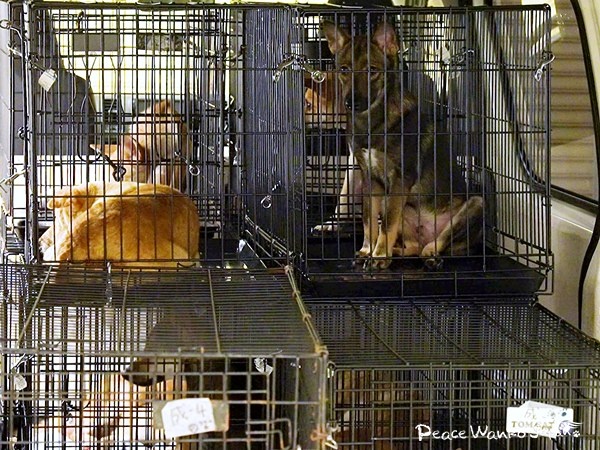 野犬を家族に。行き先のない命をつなぐ 6 20251205 1 4