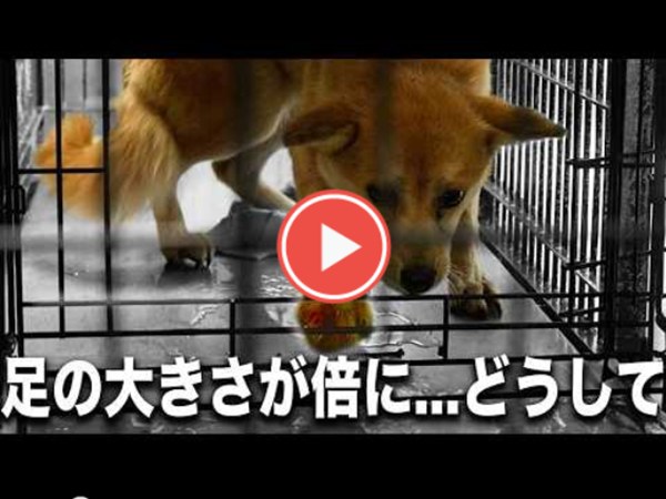 野犬を家族に。行き先のない命をつなぐ 7 275f08f265b36bfa285f2d0b1e5d9117