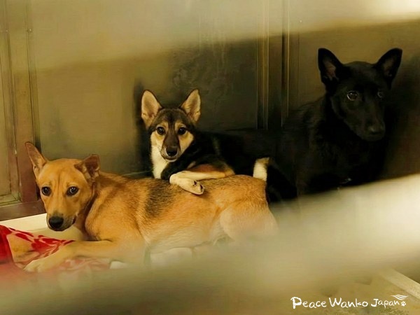 保護はゴールではなく始まり。広島が示す未来 2 20251212 1 1