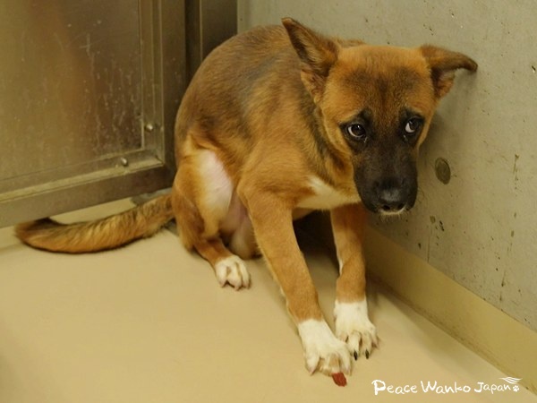 保護はゴールではなく始まり。広島が示す未来 4 20251212 1 c