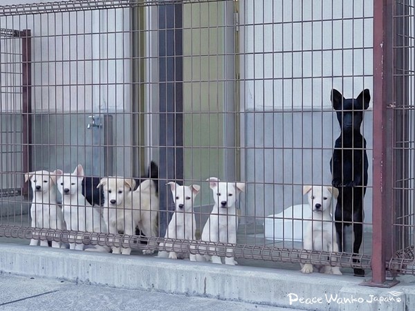 保護はゴールではなく始まり。広島が示す未来 5 20251212 1 5