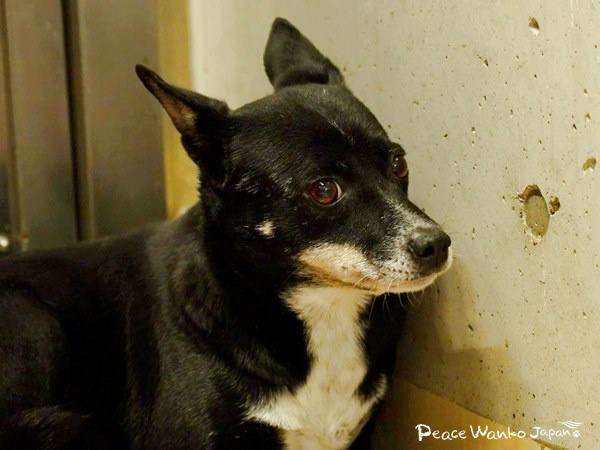 保護はゴールではなく始まり。広島が示す未来 6 20251212 1 h