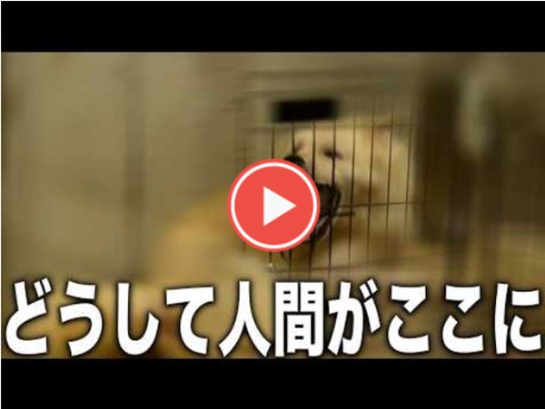 保護はゴールではなく始まり。広島が示す未来 8 923092ba04c8e1e0fb08728810300aff