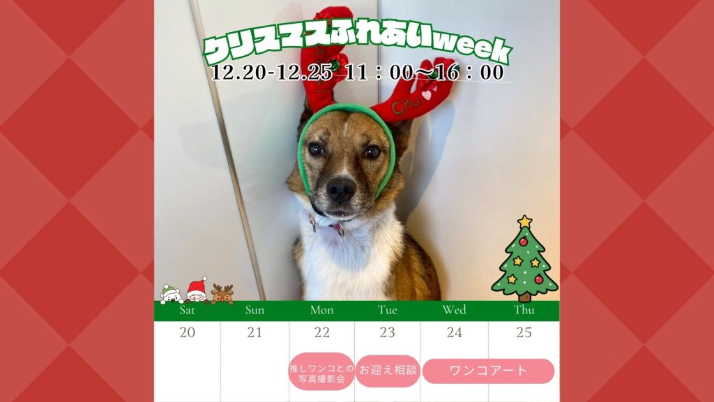 譲渡会・イベントのご案内 12 b34c5d68c303ca4f1a452b04ed13a284