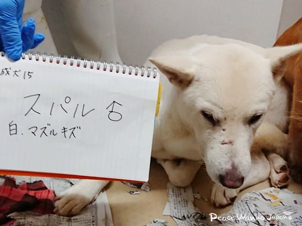 【ワンだふるLIFE】大好きだと気づいた瞬間、動き出した運命。「スパル」の物語 3 20251219 2 2