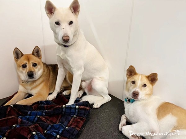 【ワンだふるLIFE】大好きだと気づいた瞬間、動き出した運命。「スパル」の物語 6 20251219 2 Pe