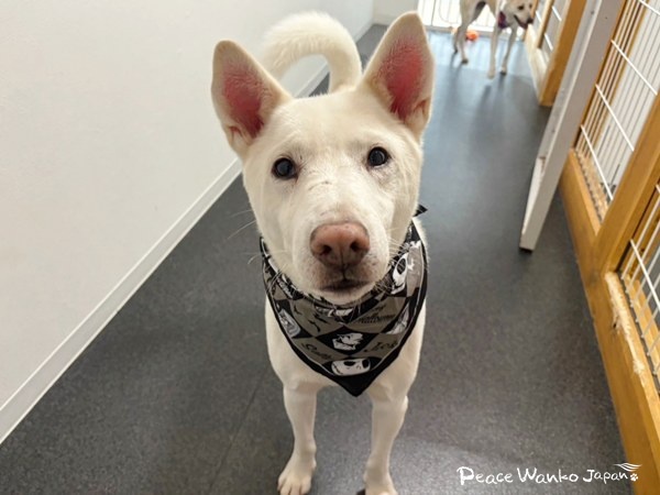 【ワンだふるLIFE】大好きだと気づいた瞬間、動き出した運命。「スパル」の物語 7 20251219 2 Pc