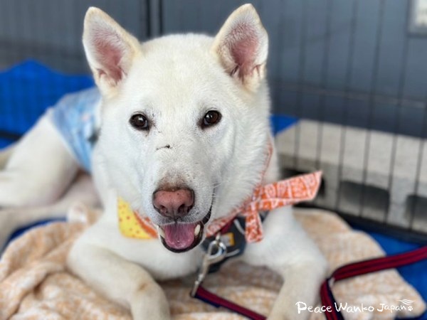 【ワンだふるLIFE】大好きだと気づいた瞬間、動き出した運命。「スパル」の物語 8 20251219 2 Pa