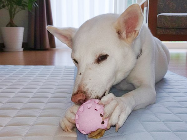 【ワンだふるLIFE】大好きだと気づいた瞬間、動き出した運命。「スパル」の物語 10 20251219 Sa