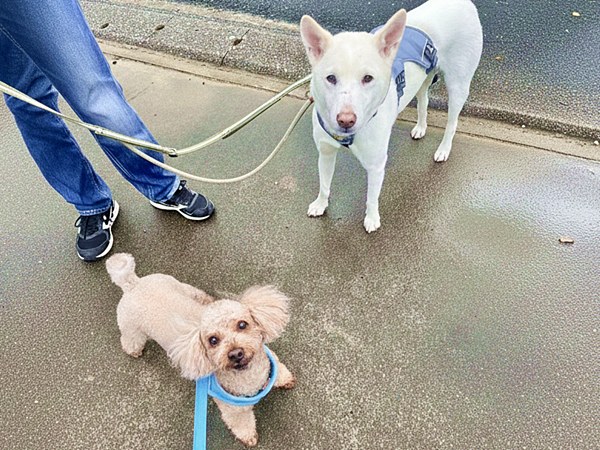 【ワンだふるLIFE】大好きだと気づいた瞬間、動き出した運命。「スパル」の物語 9 20251219 Sd