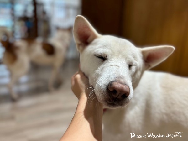 【ワンだふるLIFE】大好きだと気づいた瞬間、動き出した運命。「スパル」の物語 14 20251219 2 Pd