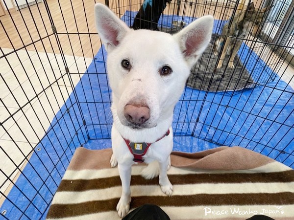 【ワンだふるLIFE】大好きだと気づいた瞬間、動き出した運命。「スパル」の物語 15 20251219 2 Pj