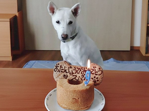 【ワンだふるLIFE】大好きだと気づいた瞬間、動き出した運命。「スパル」の物語 2 20251219 Sc