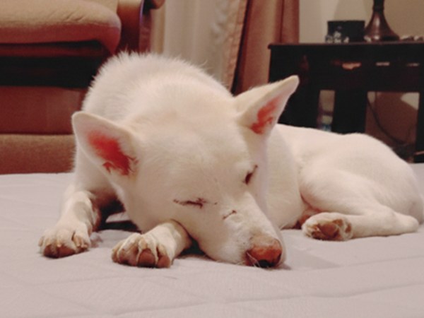 【ワンだふるLIFE】大好きだと気づいた瞬間、動き出した運命。「スパル」の物語 17 20251219 Sb2 1