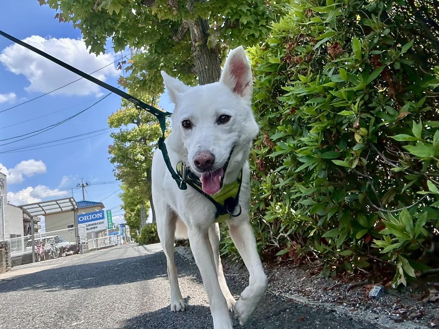 もしも「犬 飼うんじゃなかった」と感じたら…愛犬と末永く暮らすために後悔しないための対策法 2 be28161d89dceed5129edc79e60da57a