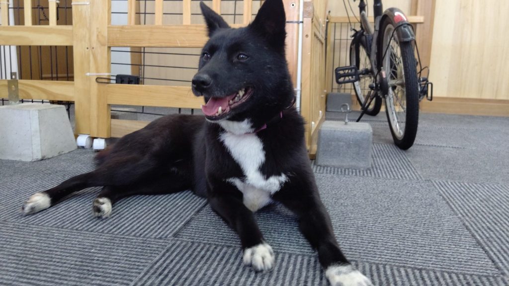 もしも「犬 飼うんじゃなかった」と感じたら…愛犬と末永く暮らすために後悔しないための対策法 7 b33b9955aee6b4138af5cfc43da0f408