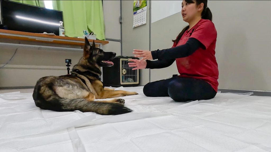 もしも「犬 飼うんじゃなかった」と感じたら…愛犬と末永く暮らすために後悔しないための対策法 10 ae515cf9e60dd9078b3af63e151a8e88