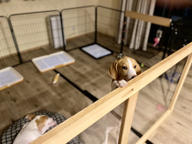 もしも「犬 飼うんじゃなかった」と感じたら…愛犬と末永く暮らすために後悔しないための対策法 13 36b68f9b4fb57ff6564f54105e8bcb64
