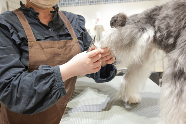 もしも「犬 飼うんじゃなかった」と感じたら…愛犬と末永く暮らすために後悔しないための対策法 14 055ebadb62bb393eefe3d43bca128e1b