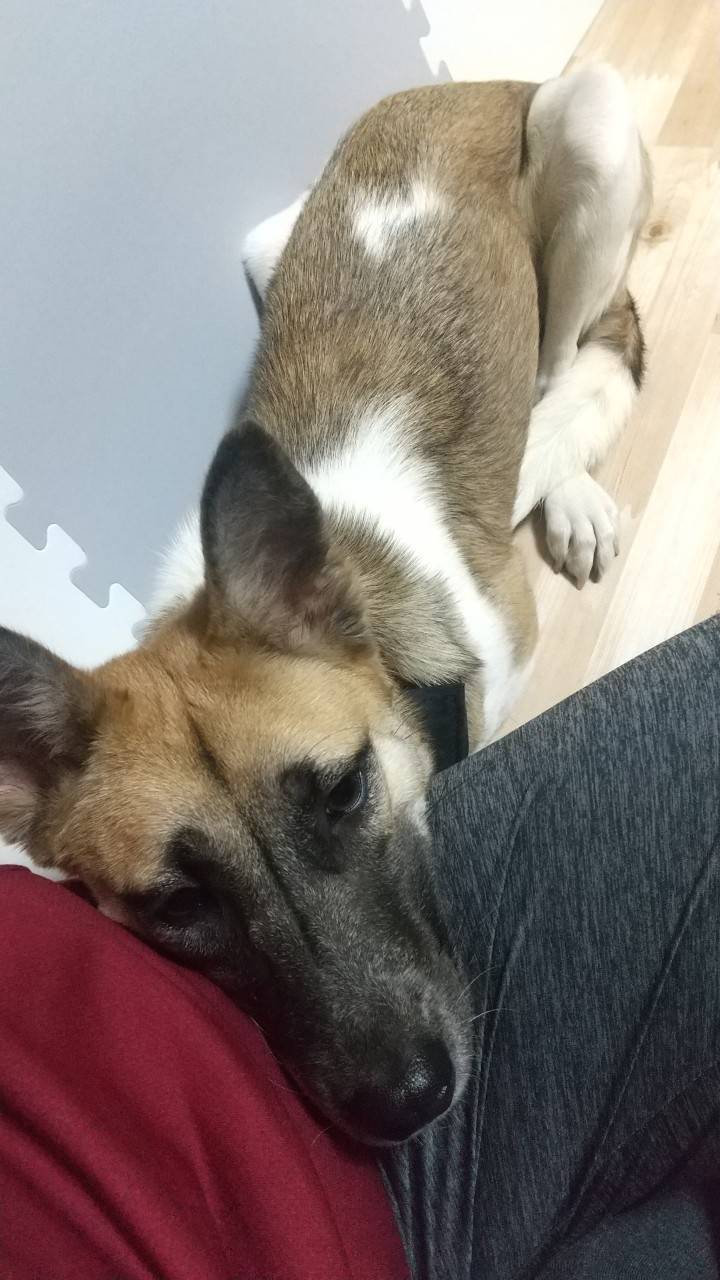 もしも「犬 飼うんじゃなかった」と感じたら…愛犬と末永く暮らすために後悔しないための対策法 16 dfeda2bf87bb1a49334443aaae182f51