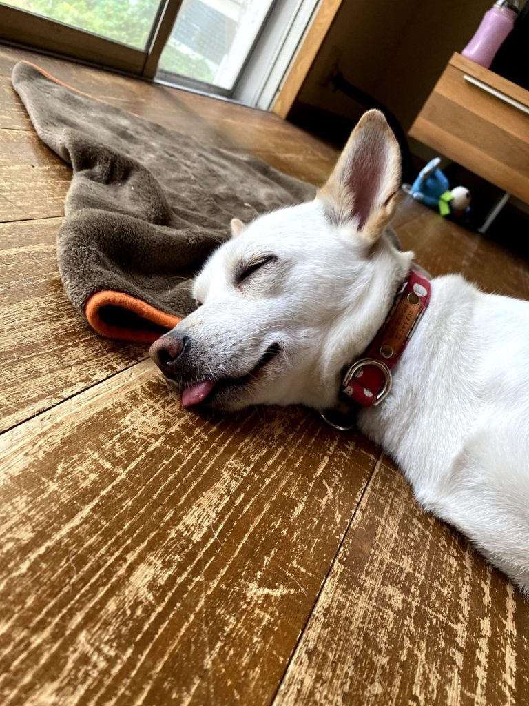 もしも「犬 飼うんじゃなかった」と感じたら…愛犬と末永く暮らすために後悔しないための対策法 9 f2170c1a06f1e307d8a2d304ae415bd9