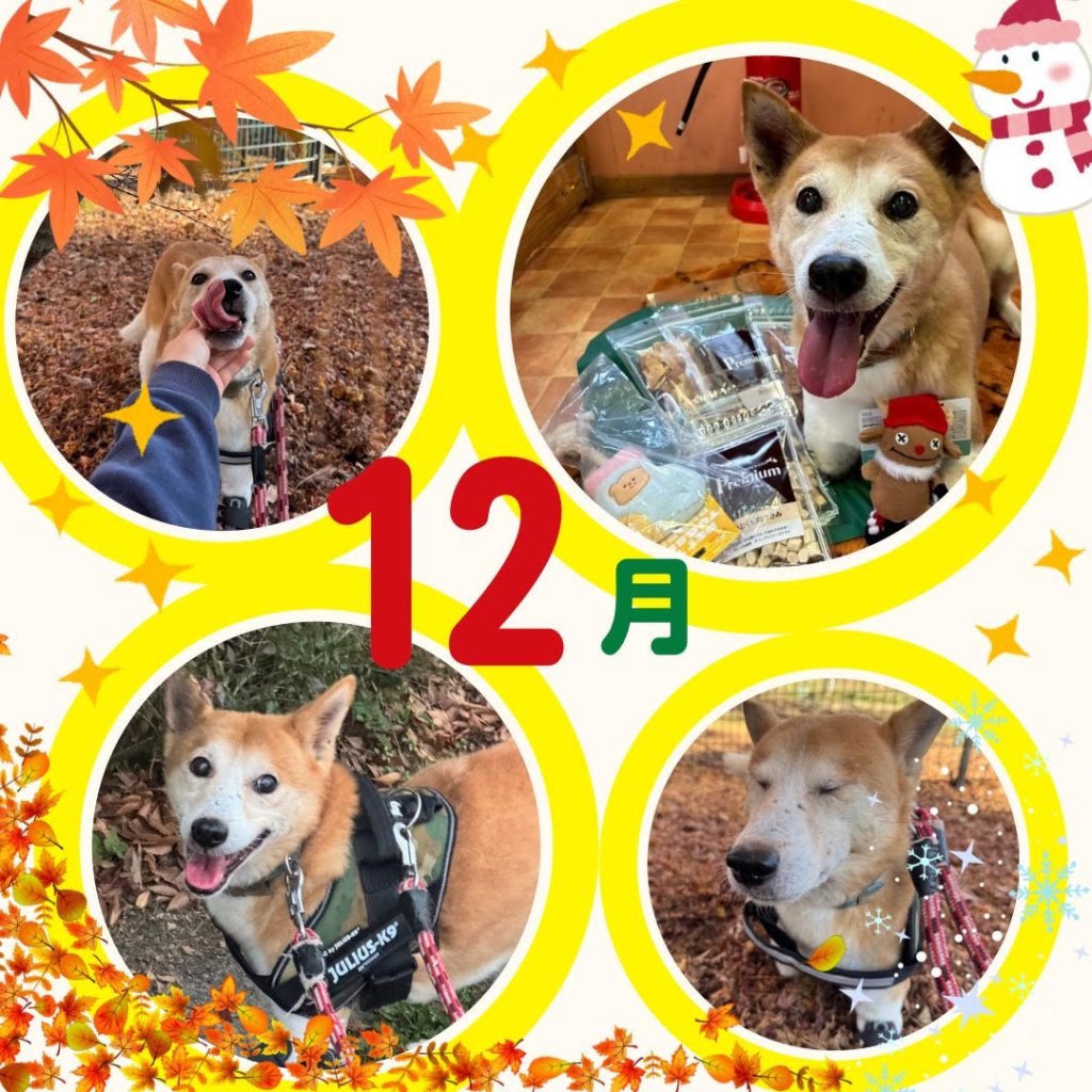 ワンだふるファミリーからの近況報告:2025年12日21日(日曜日) 2 2f36528f22d2f5cb92ad897b24b393c3