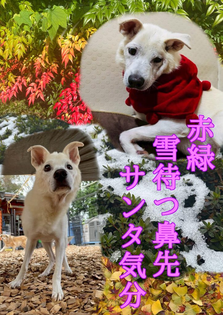 ワンだふるファミリーからの近況報告:2025年12日21日(日曜日) 3 b61a2ced515f9272bd8ec53bdf843539