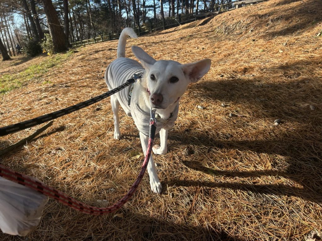 ワンだふるファミリーからの近況報告:2025年12日21日(日曜日) 4 06ead89e9dedeecc61f99a03051fc0e3