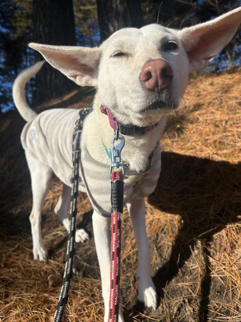 ワンだふるファミリーからの近況報告:2025年12日21日(日曜日) 5 86a4f2a3c0837648c4d73e07b40f8082 1