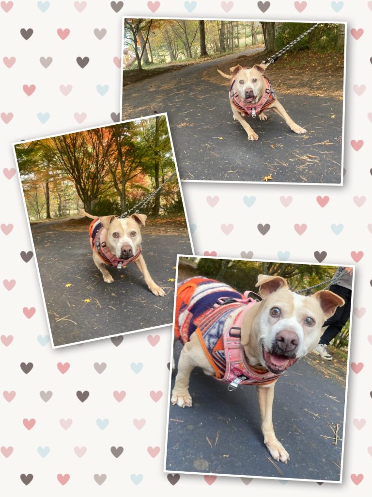 ワンだふるファミリーからの近況報告:2025年12日21日(日曜日) 6 df5f037935ecbdd6d6d6158fbd6e75b9