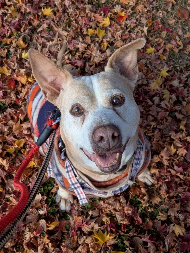 ワンだふるファミリーからの近況報告:2025年12日21日(日曜日) 7 03f7d2b2adaf86ff469dd5d121da1b8c