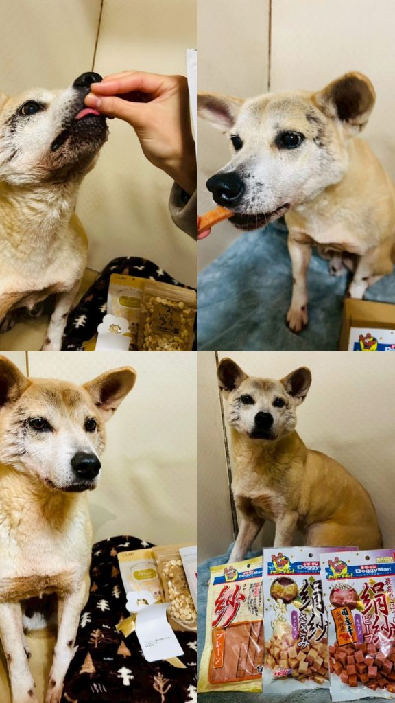 ワンだふるファミリーからの近況報告:2025年12日21日(日曜日) 8 c77dd36bd1e3329f33bd714eda9fc5f7