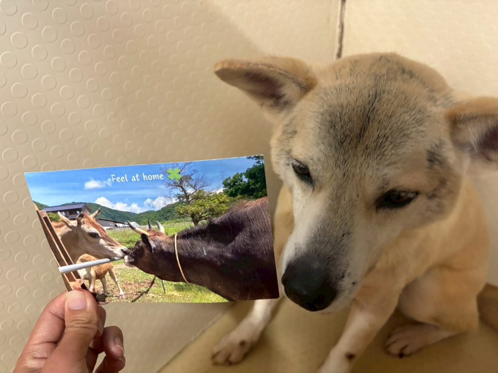 ワンだふるファミリーからの近況報告:2025年12日21日(日曜日) 9 9257aa2324787ff0a62c275556a47542